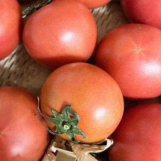 トマト 「フルーツトマト」 （高知県 産）