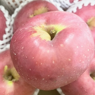 林檎「印度りんご」 （青森県 産）